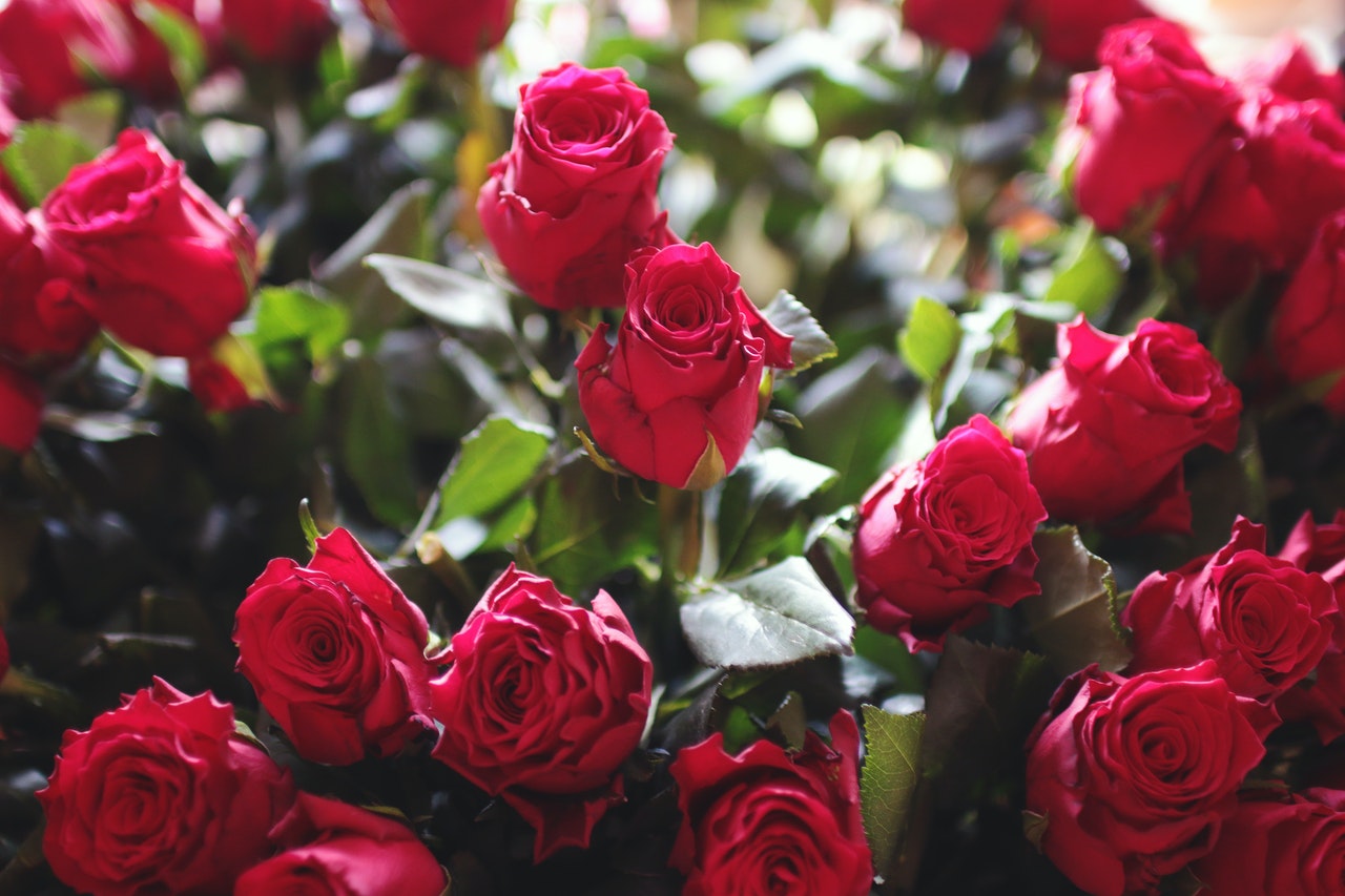 Róże na balkonie – Jak założyć ogród różany w skrzynkach drewnianych?