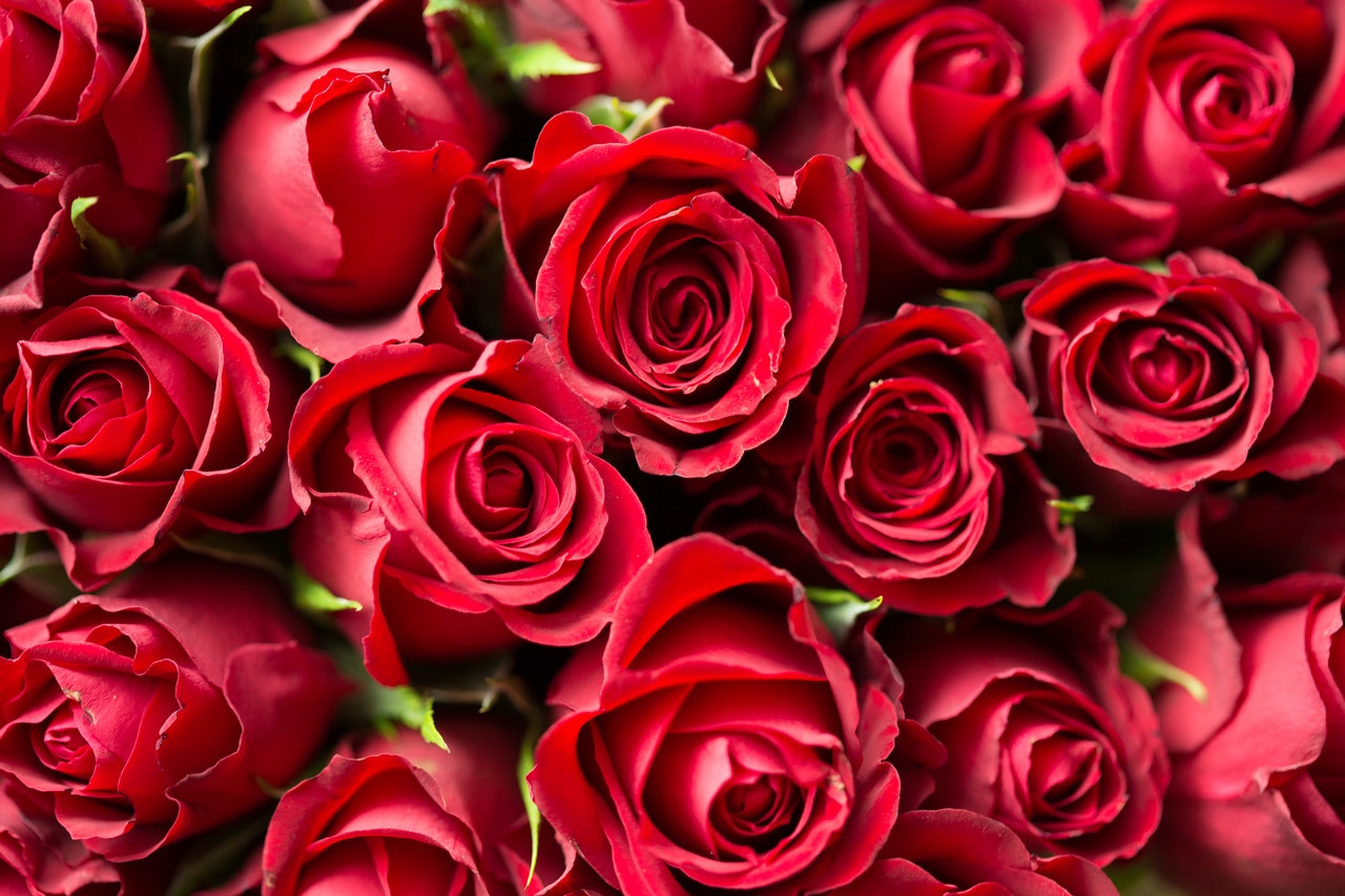 Róże w skrzynkach z drewna – jak dbać o róże „balkonowe”?