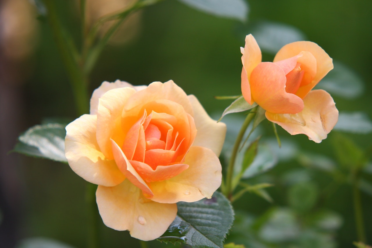Róże w pojemnikach na balkonie – jak przygotować róże na nadejście zimy?