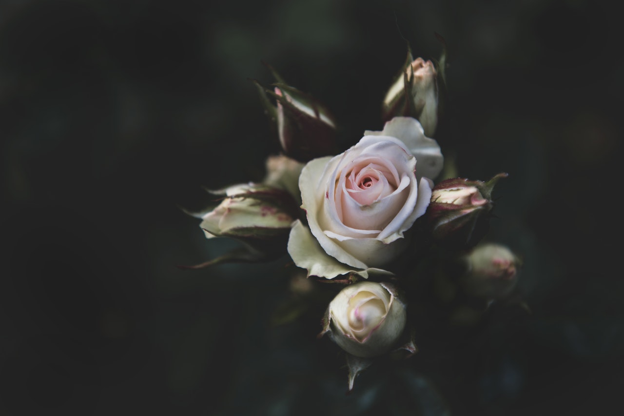 Róże w skrzynkach drewnianych na balkonie – jakie odmiany róż wybrać?