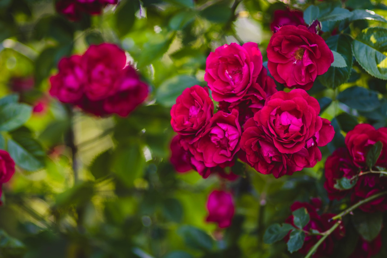 Róże w skrzynkach drewnianych na balkonie – czy róża może rosnąć w cieniu?